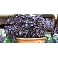 thumbnail image 2 of SCARBOROUGH SEEDS Red Rubin Basil 500 Seeds Heirloom NON GMO Fragrant USA, 2 of 3