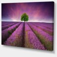 thumbnail image 2 of Lavender Field Sunset with Single Tree - Floral Canvas Art Print, 2 of 3