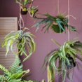 thumbnail image 2 of Artificial Plant Hanging Fern Plant D&eacute;coration, 2 of 5