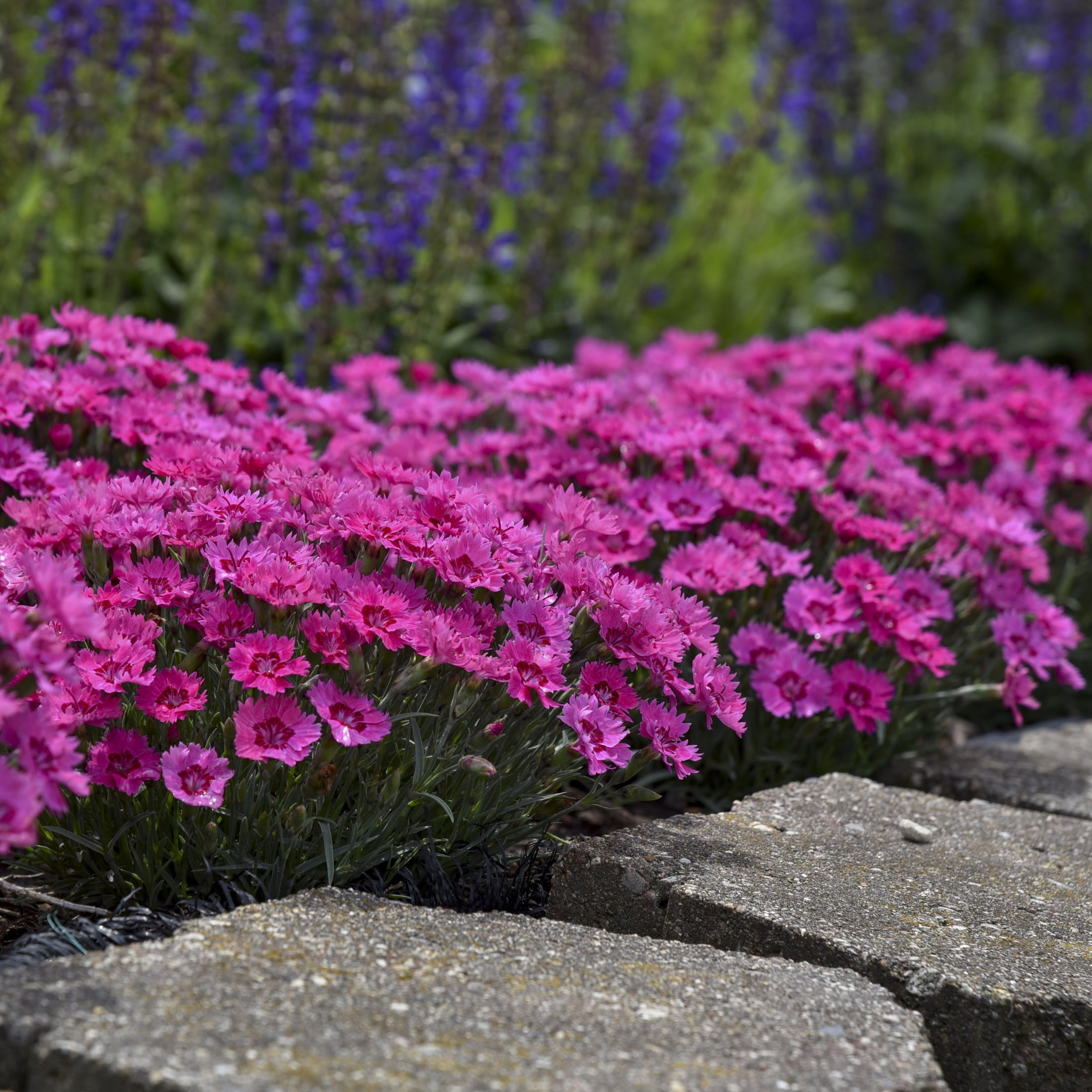 Proven Winners 6" Pink 'Paint the Town Fancy' Pinks Live Plant in 6.5" Pot