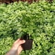 thumbnail image 4 of Bloque de Plánntulas Bloque de Plantación de Turba para Germinación de Plantas Hidropónicas Sin suelo 50 piezas, 4 of 7