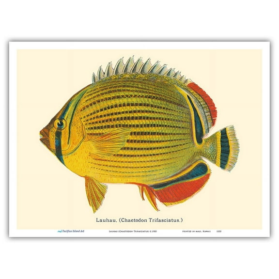 Lauhau (Chaetodon Trifasciatus) - Hawaiian Rainbow Butterflyfish - from Fishes of Hawaii - Vintage Hawaiian Color Postcard c.1905 - Master Art Print (Unframed) 9in x 12in