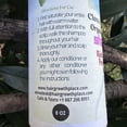 thumbnail image 5 of Clove & Rosemary Extracts Shampoo, 5 of 5