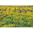 thumbnail image 2 of Ditto, Larry 24x17 Black Ornate Wood Framed with Double Matting Museum Art Print Titled - Texas Wildflowers, 2 of 4