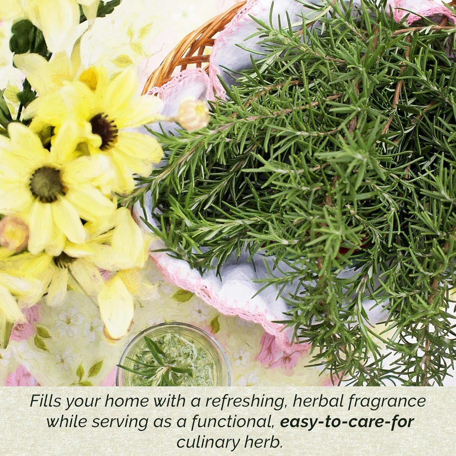 Tuscan Blue Rosemary Live Plants in 2.5” Nursery Pots – Aromatherapy Herb for Cooking
