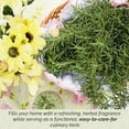 thumbnail image 3 of 6 Tuscan Blue Rosemary, Live Plants – Rosmarinus Officinalis – Hardy & Fragrant Herb in 2.5” Nursery Pots – Grows Up to 5 Ft, Easy to Maintain, Great for Cooking, Landscaping & Aromatherapy, 3 of 9