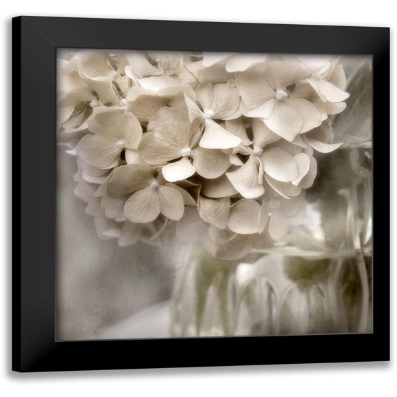 Weisz, Irene 12x12 Black Modern Framed Museum Art Print Titled - Sugar Hydrangea II