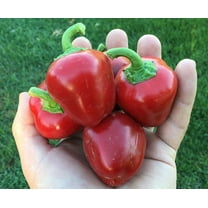Pimento L Pepper Cherry Stuffed Heirloom Pepper Premium Seeds
