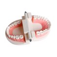 thumbnail image 2 of Modèle de Dentier Dentaire Standard Audlt Outil d'Enseignement Médical Modèle de Dents, 2 of 6