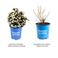 thumbnail image 5 of 2 gal. Tuxedo Weigela Live Shrub, Pure White Flowers, 5 of 10