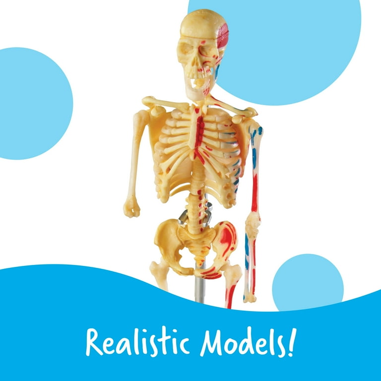 Learning Resources Anatomy Models Bundle Set 4 STEM Teacher