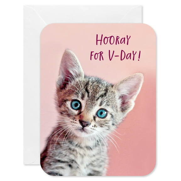 American Greetings Valentine's Day Card Pack, Kitten (6-Count)