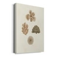 thumbnail image 2 of Knorr Shells & Coral VIII Premium Gallery Wrapped Canvas - Ready to Hang, 2 of 9