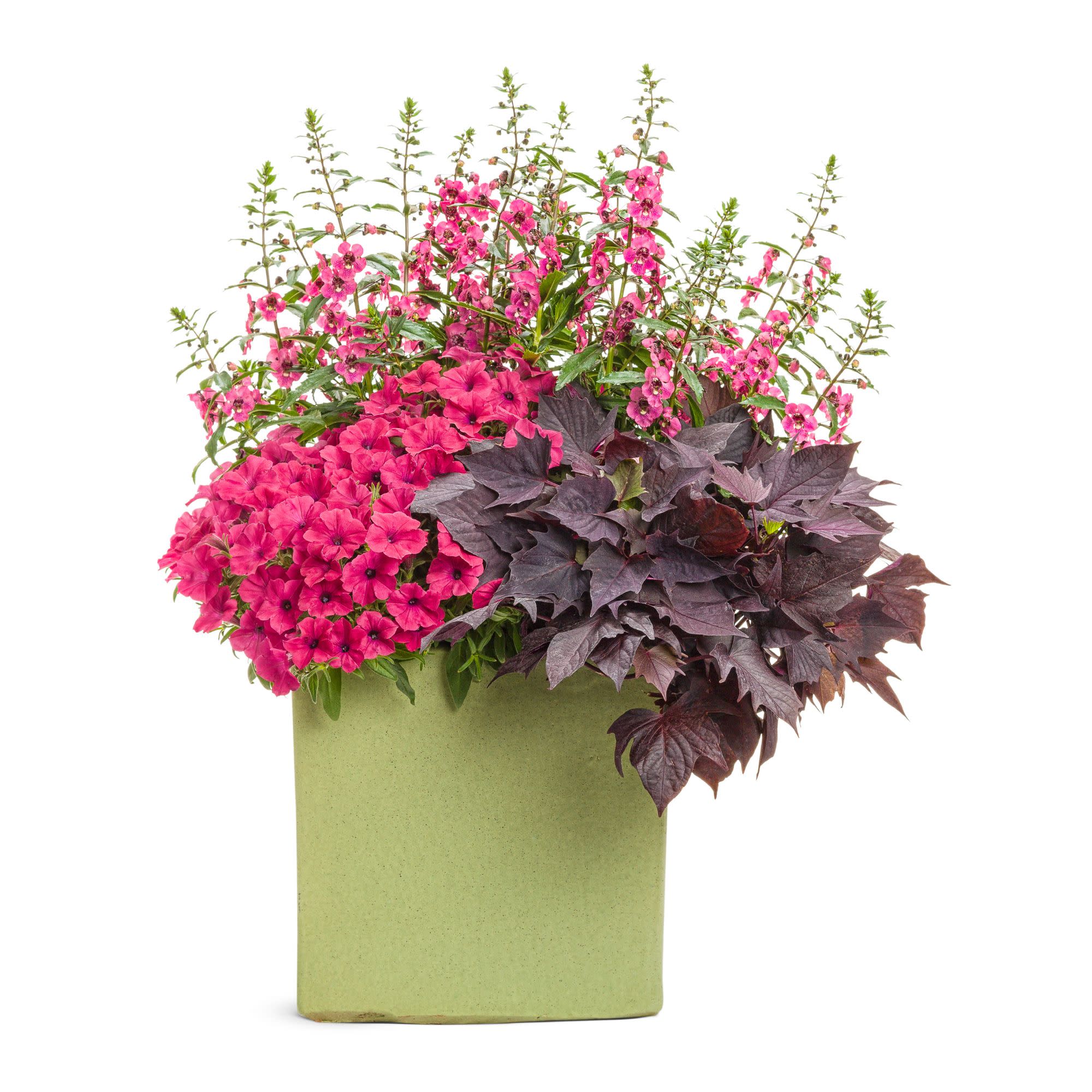 Proven Winners 4" Pink Supertunia Vista Fuchsia Petunia Live Plant in 4.25" Pot (4 Count)
