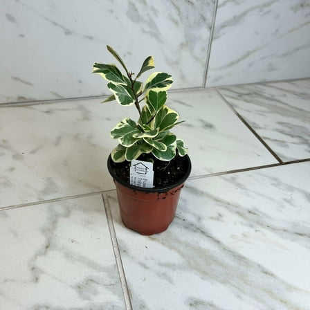 Ficus Triangularis, 4" Plant