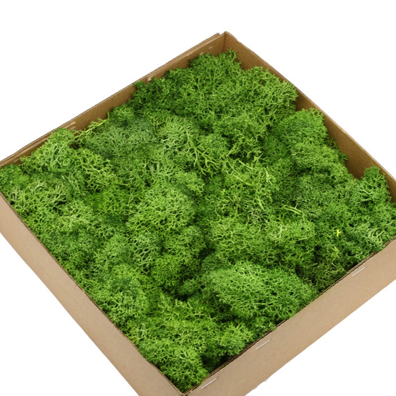 SANWOOD Dried Moss,1 Box Eternal Life Dried Moss Mini Landscape Decor DIY Flower Craft Accessory