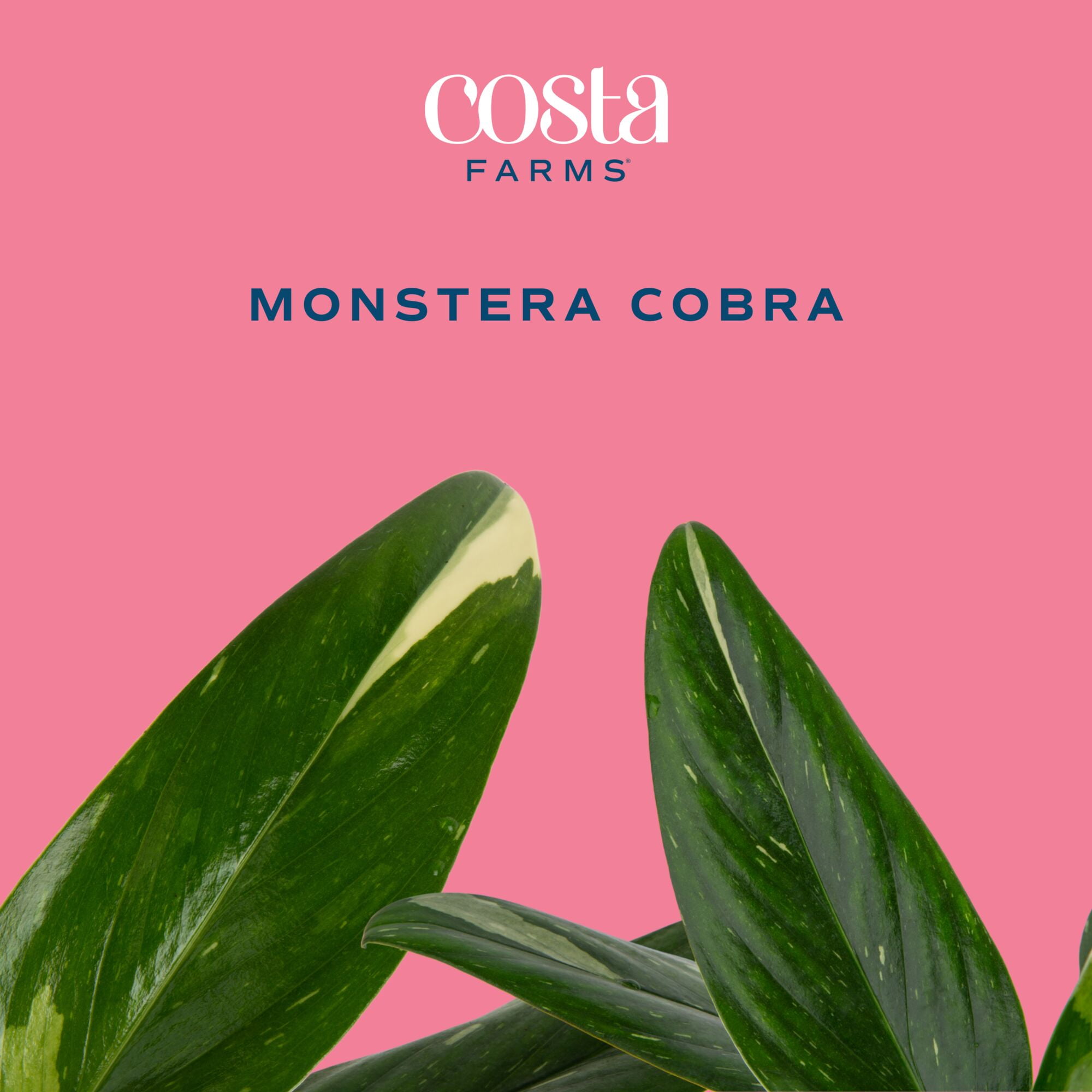 Costa Farms 12" Monstera Cobra Live House Plants in 5" Self-Watering Pot