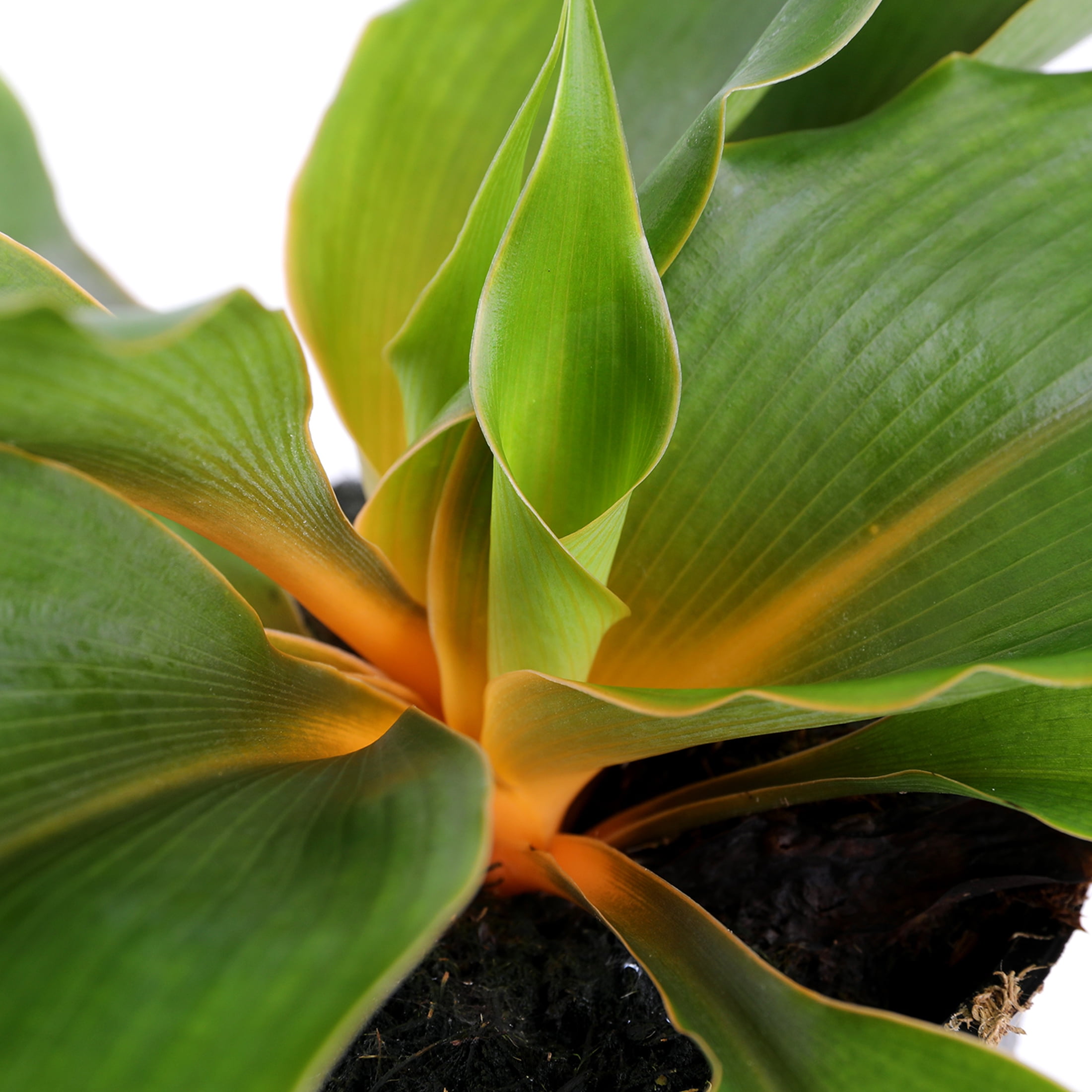 Wild Interiors Orange Spider Plant in Sleek Black Pot – 5in Bold Accent