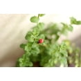 thumbnail image 2 of Mariquita en miniatura,Mini mariquita de madera,Artesanía de jardín de hadas,Micro paisaje manualidades de bricolaje,Favores de casa de muñecas en miniatura,Decoración De Macetas,Adorno de Sharpla Mariquita en miniatura, 2 of 8