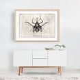 thumbnail image 3 of Cyrtotracheulus Dux - Drawing Vintage Nature Botanical Line Art Black and White Oak Framed Wall Art Print 20 x 30 inches, 3 of 6