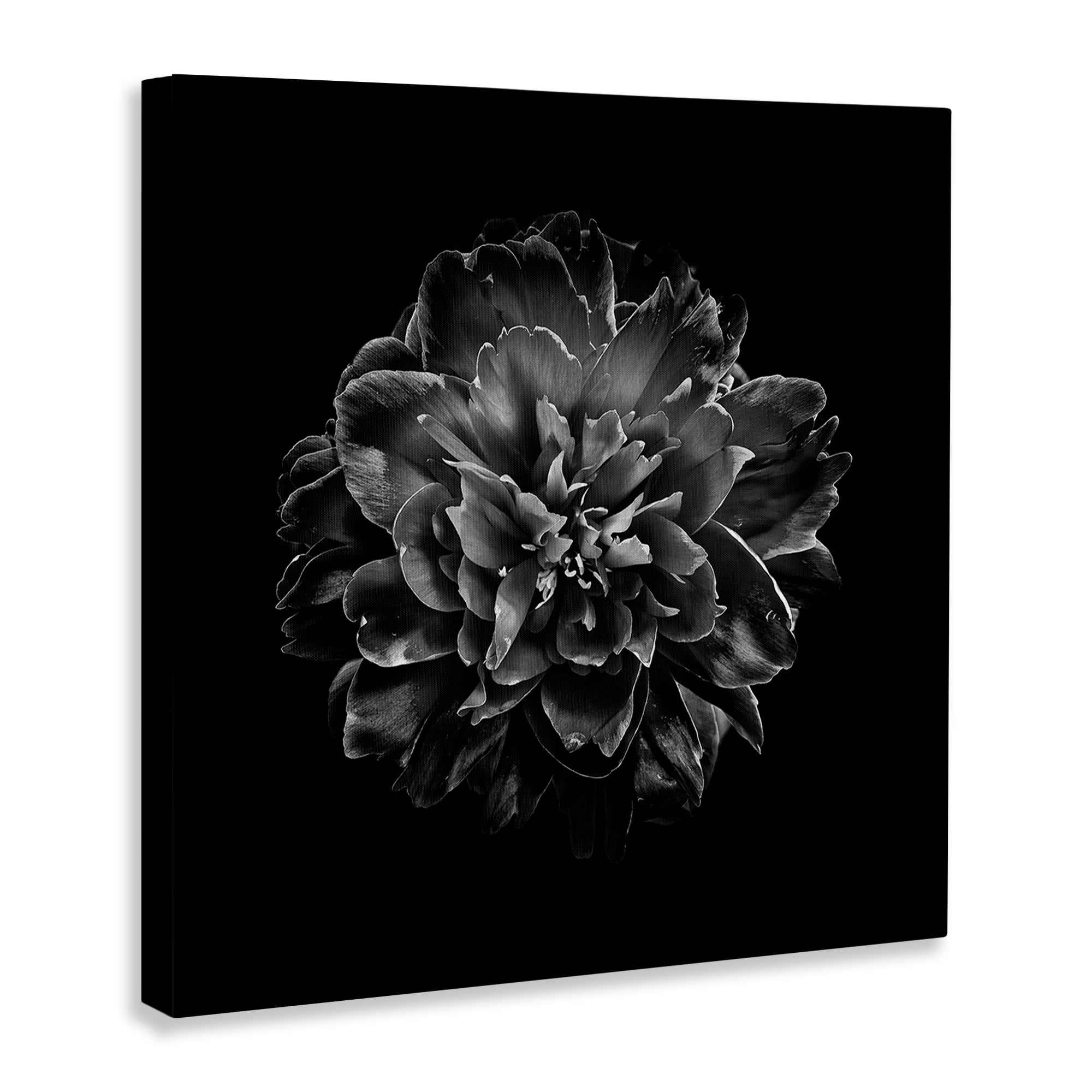 Stupell Industries Dark Carnation on Black Plants & Flowers Photography Wrapped Canvas Art Print Wall Art, 24 x 24