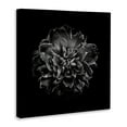 thumbnail image 4 of Stupell Industries Dark Carnation on Black Plants & Flowers Photography Wrapped Canvas Art Print Wall Art, 17 x 17, 4 of 8