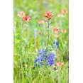 thumbnail image 2 of Wilson, Emily M. 11x14 Gold Ornate Wood Framed with Double Matting Museum Art Print Titled - Llano-Texas-USA-Indian Paintbrush and Bluebonnet wildflowers in the Texas Hill Country, 2 of 4