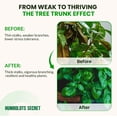 thumbnail image 6 of Humboldts Secret Tree Trunk | Potassium Silicate Additive | Liquid Fertilizer for Thicker Stalk, Stress Resistance & Branch Development | Indoor & Outdoor Plant Food, Hydroponic Nutrients, 2.5 Gallon, 6 of 10