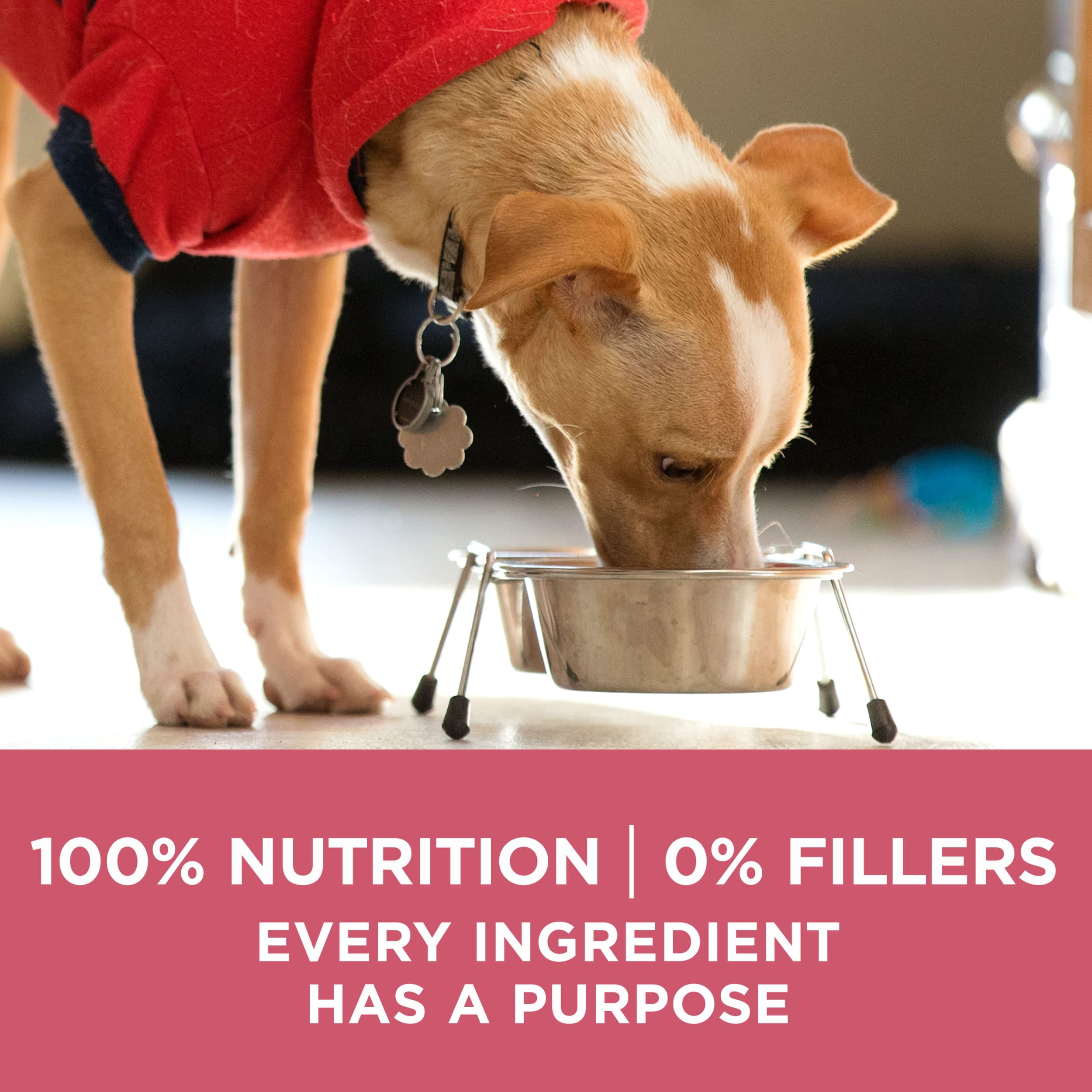Purina one sensitive sales stomach dog food