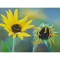 thumbnail image 2 of Fitzharris, Tim 24x19 Black Ornate Wood Framed with Double Matting Museum Art Print Titled - Priarie Sunflowers II, 2 of 4