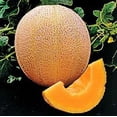 thumbnail image 2 of Cantaloupe Hales Best Jumbo Melon Great Heirloom Vegetable 300 Seeds, 2 of 2