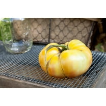 White Potato Leaf Heirloom Tomato Premium Seeds Packet