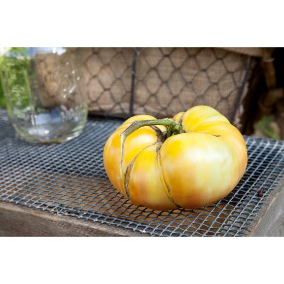White Potato Leaf Heirloom Tomato Premium Seeds Packet