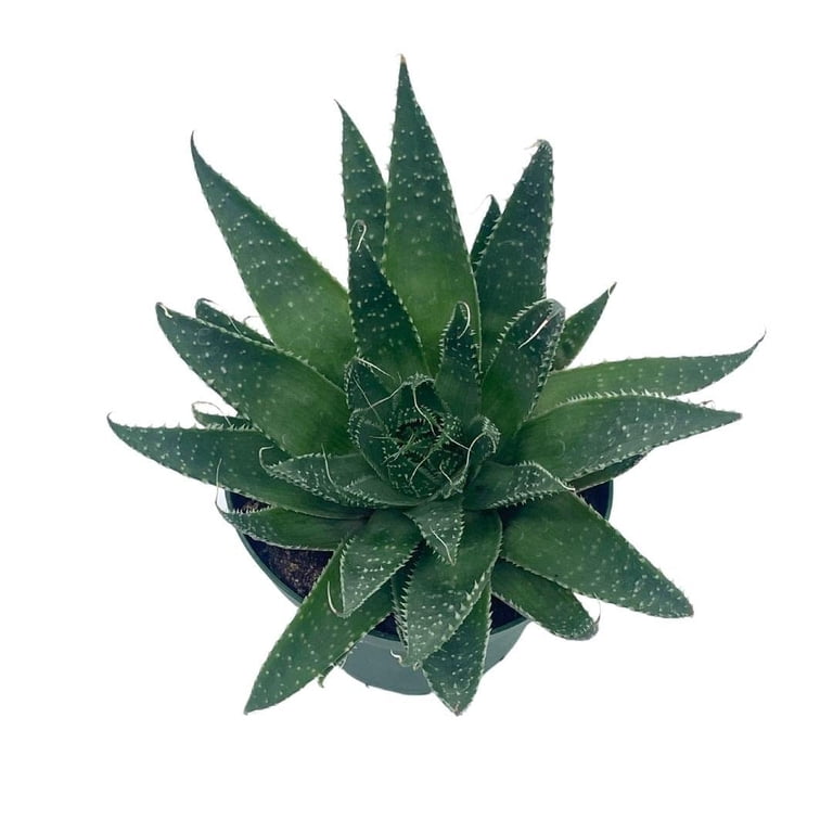 stick aloe vera Aloe Vera Stick Deodorant main image 1