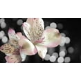 thumbnail image 2 of Simons 18x12 Black Ornate Wood Framed with Double Matting Museum Art Print Titled - Bubbly in Pink, 2 of 4