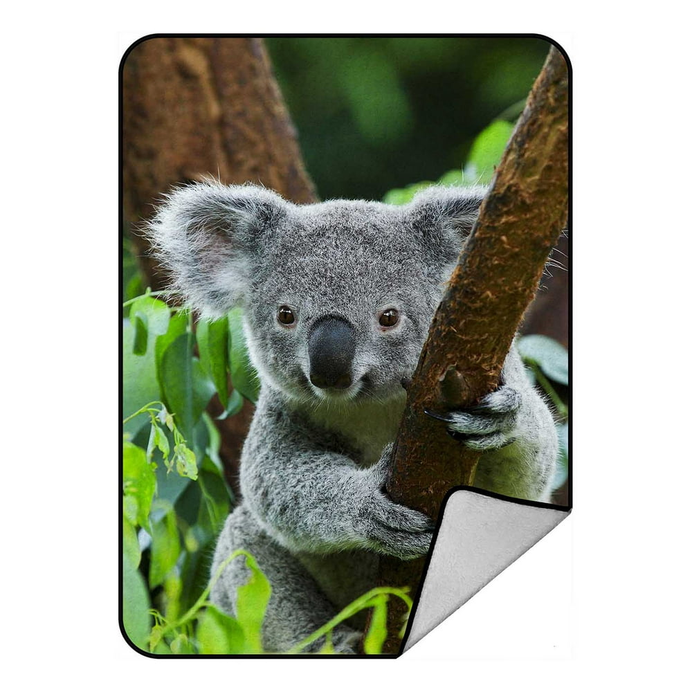 PKQWTM Koala Bear In The Zoo Blanket Crystal Velvet Throw Bed Blanket ...