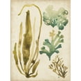 thumbnail image 2 of Vess, June Erica 15x18 Black Ornate Wood Framed with Double Matting Museum Art Print Titled - Vintage Sea Fronds III, 2 of 4