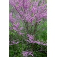 thumbnail image 2 of Day, Richard and Susan 11x14 White Modern Wood Framed Museum Art Print Titled - Redbud trees blooms in spring-Marion County-Illinois, 2 of 4