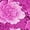 Hot Pink-2, variant on 3/4 Length Sleeve Womens Tops Dressy Casual Shirts Ruffle Bell Sleeve Front Pleated Fasion Trendy Summer Blouses