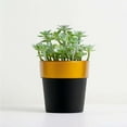 thumbnail image 2 of Efavormart 3 Packs | 3" Black/Gold Rimmed Succulent Pots, Indoor Outdoor Small Planters Décor, 2 of 11
