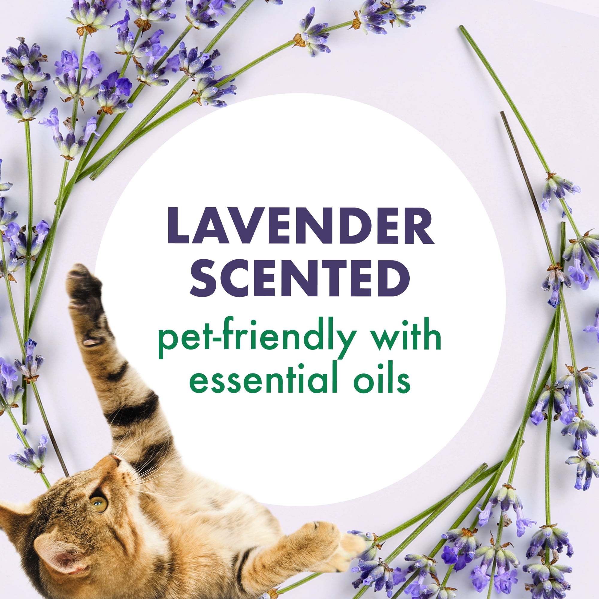 (2 pack) ARM & HAMMER Forever Fresh Cat Litter Deodorizer, Pet-Friendly Lavender Scent, 42.6 oz