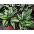 thumbnail image 2 of Gardenera Labs Calathea Potting Mix - Unlock Robust Growth and Striking Leaf Patterns with Our High-Performance Formula - 20 Quart, 2 of 3