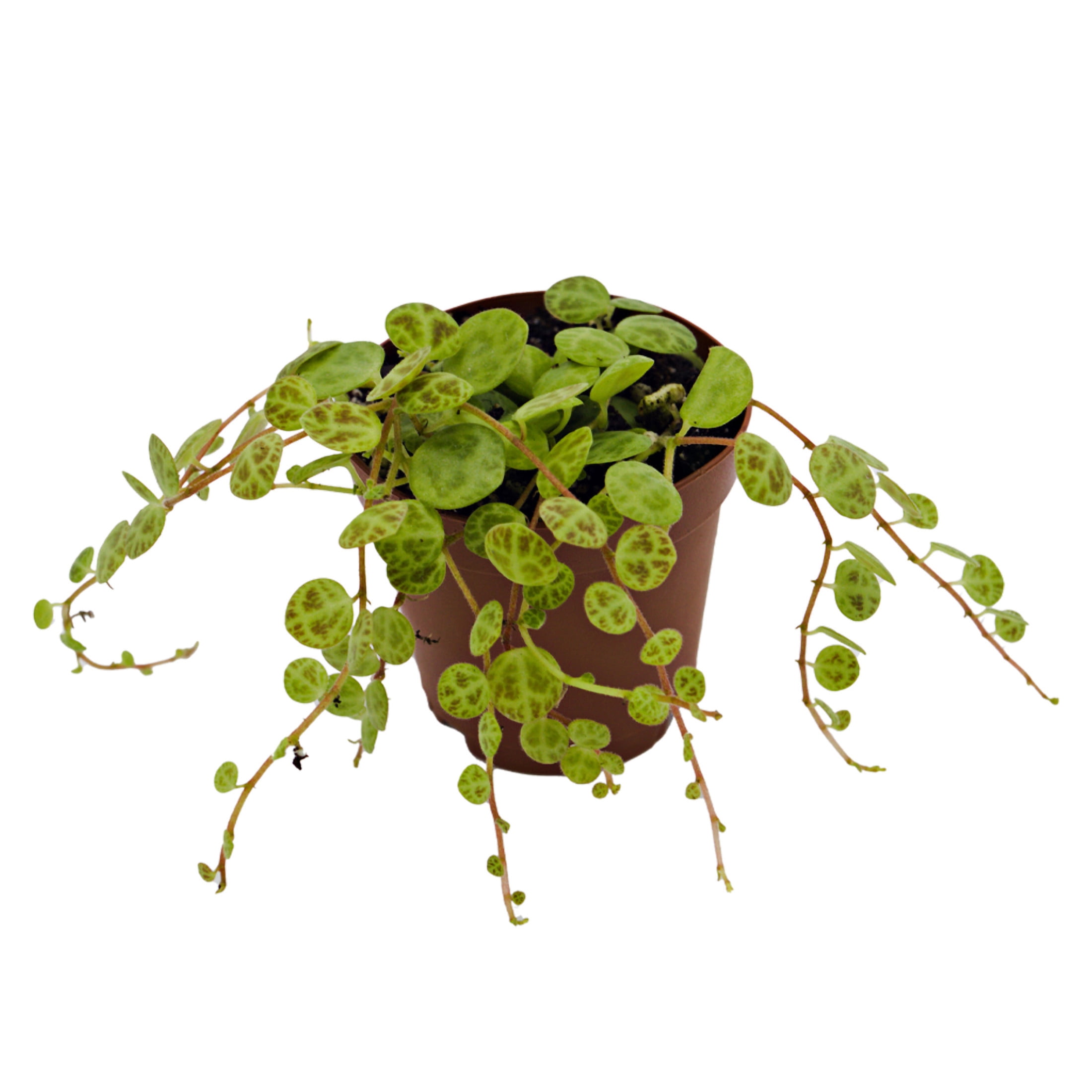 ReptiCulture String of Turtles Peperomia Tropical 2" Pot 3 pk