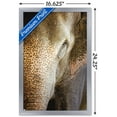 thumbnail image 3 of Beth Sheridan - Indian Elephant Wall Poster, 14.725" x 22.375", Framed, 3 of 3