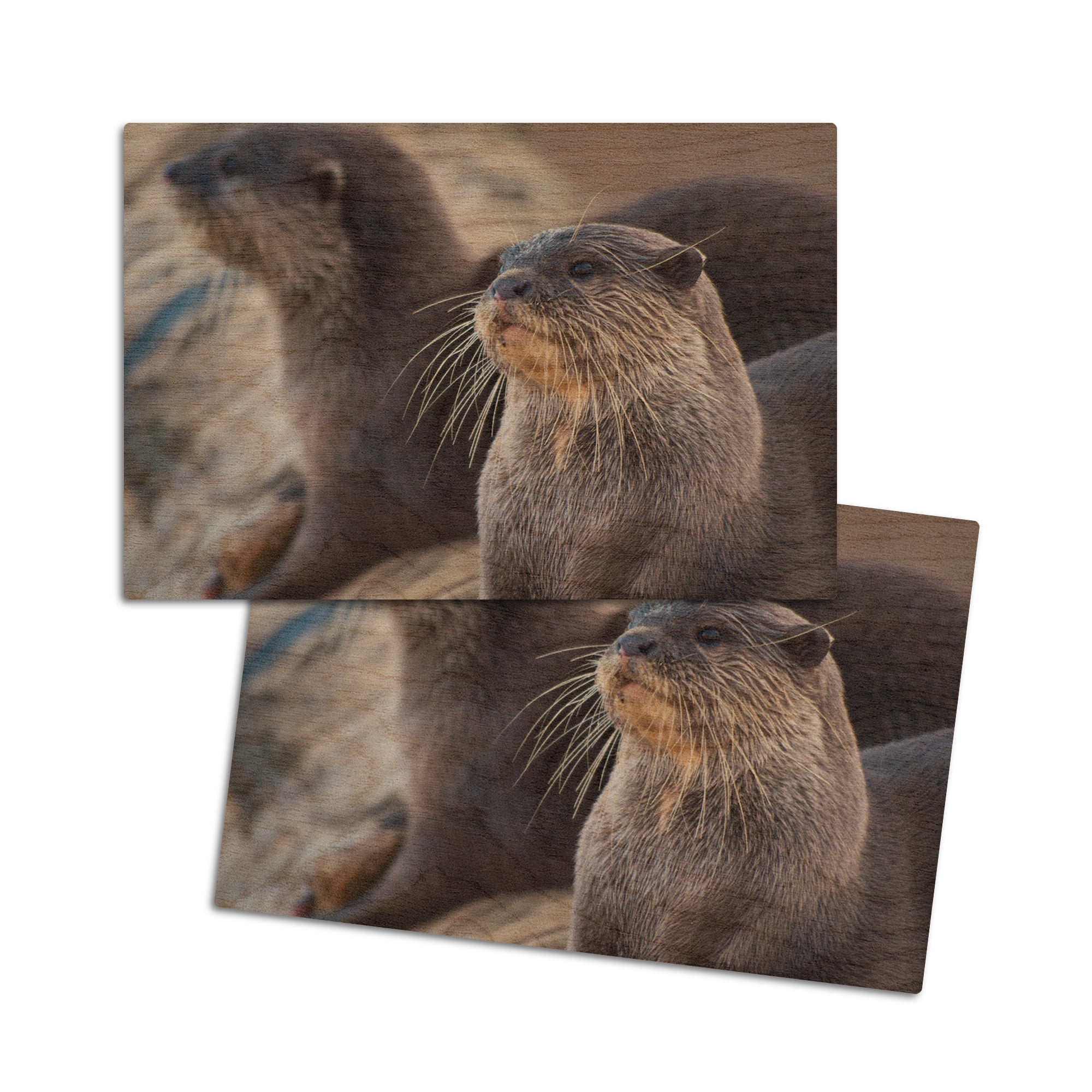 River Otters on Log (4x6 Birch Wood Postcards, 2-Pack Stationary ...