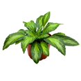 thumbnail image 2 of Kitaguni Gesneriad Primulina, 6 inch Flowering Indoor Chirita Plant, 2 of 3