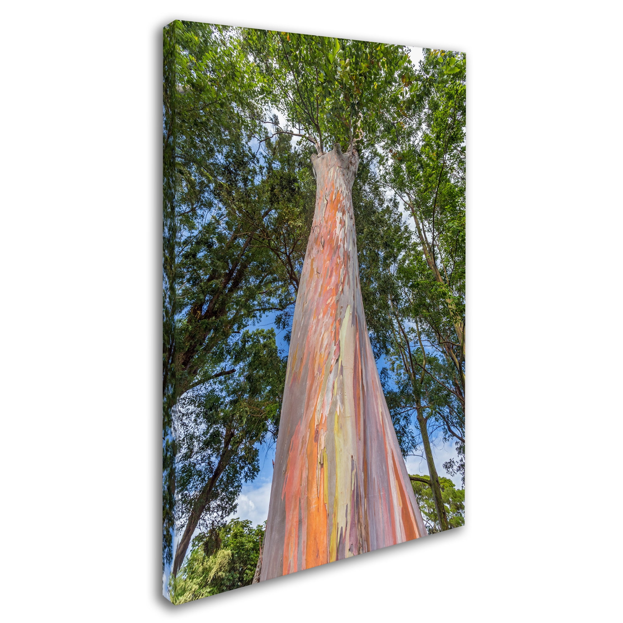 Trademark Fine Art 'Rainbow Tree' Canvas Art by Pierre Leclerc