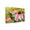 thumbnail image 2 of Trademark Fine Art 'Echinacea Study I' Canvas Art by Jason Johnson, 2 of 4