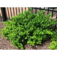 thumbnail image 3 of Hoogendoorn Holly Shrub I 20 Live Plants I Ilex Crenata  Lustrous Evergreen for Hedging, Privacy Screens, and Decorative Accents, 3 of 8