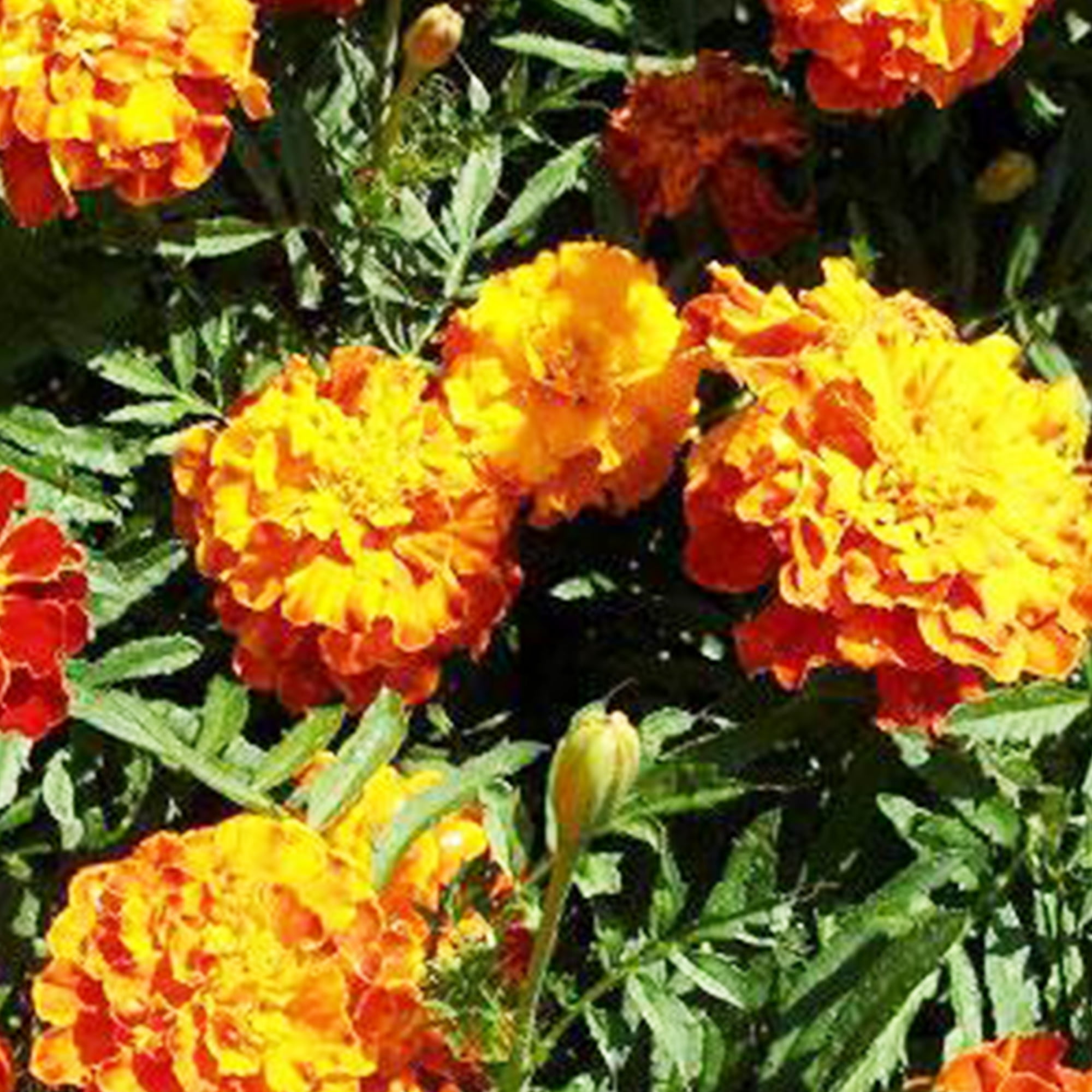 25 Marigold Seeds Orange Blooms Flowers Heirloom Annual Medicinal edible magic